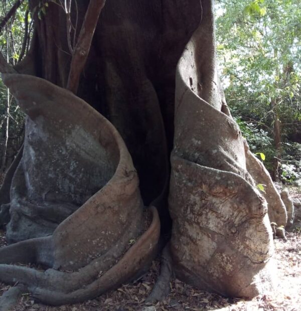 Casamance Tour